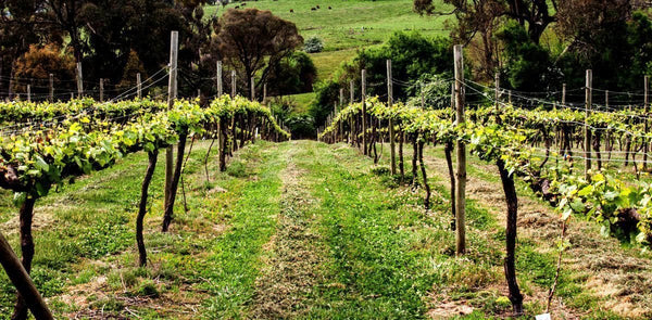 Classy cold climate wines from the foothills of the Snowy Mountains tumbarumba